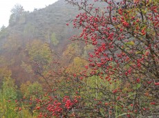 Hawthorn-fruits-230x172