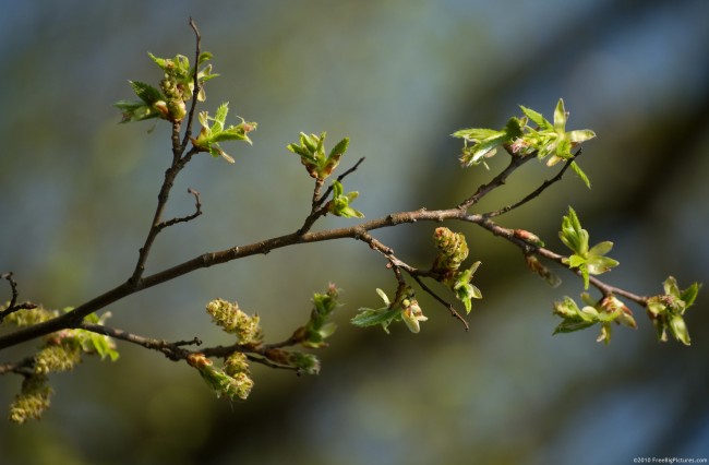 Hornbeam-buds-650x426