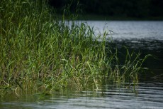 Shore-of-reed-230x153