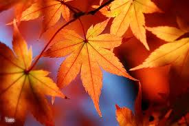 Leaves
