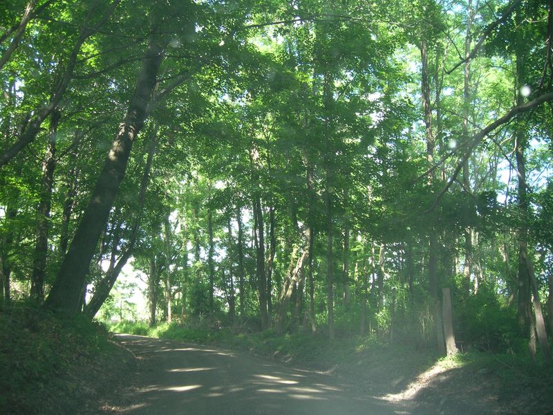 Camp2010road