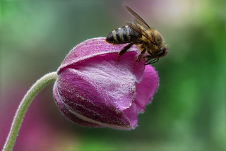 Bee2