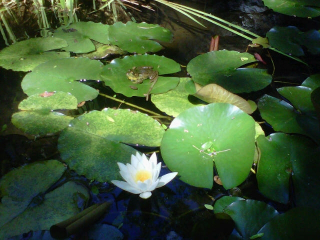 MaryBeth'sLilly Pond