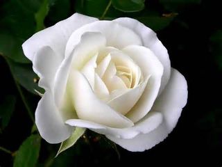 White rose