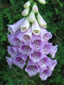 Camp-St-Joseph-058-225x300