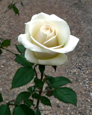 White-rose-flowers-free-photo